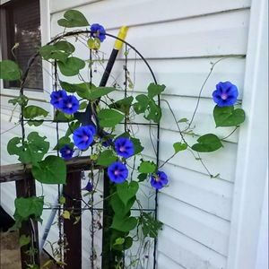 Meet your Posher, Tracey